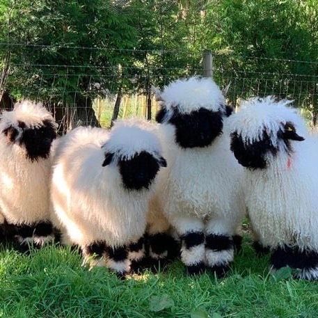 Black Nose Sheep, Babydoll Sheep, Black Faced Sheep, Blacknose Sheep, Valais Blacknose, Valais Blacknose Sheep, Reference Animals, Black Nose, Wild Animals Pictures