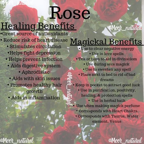 Healing & Magickal Benefits of Roses🌹🌷🥀 . .#roses #flowers #rose #love #nature #flower #flowerstagram #photography #art #flowersofinstagram #garden #wedding #pink #beautiful #florist #bouquet #naturephotography #floral #instagood #flowerphotography #instagram #redroses #beauty #photooftheday #handmade #red #flowerpower #rosesofinstagram #pinkroses #gardening Herbs For Protection, Tea Remedies, Ayurvedic Healing, Herbal Bath, Clear Negative Energy, Natural Healing Remedies, Holistic Remedies, Herbal Healing, Natural Herbs