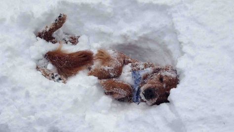 12 Dogs Who Really Didn't Expect The Snow To Be This Deep Dogs In Snow, Funny Animal Pictures, An Animal, Cute Funny Animals, I Love Dogs, Dog Life, The Snow, Dog Love, Animals And Pets