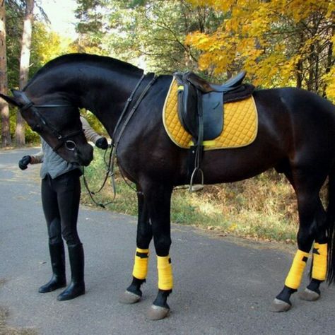 Yellow tack, black horse Horse Fashion, Horse Gear, Black Horses, Horse Crazy, Horse Equestrian, Cute Horses, Appaloosa, Horse Life, Black Horse