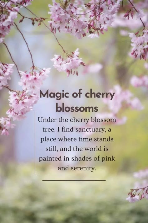 Join me in exploring the world of cherry blossoms through a collection of captivating Sakura quotes. These brilliant quotes about cherry blossoms will inspire you to live life fully. Sakura Quotes Cherry Blossoms Life, Cherry Blossom Quotes Inspiration, Sakura Quotes Cherry Blossoms, Blossoms Quotes, Sakura Quotes, Cherry Blossom Symbolism, Cherry Blossoms Aesthetic, Cherry Blossom Quotes, Cherry Blossom Meaning