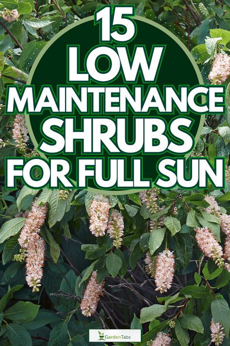 Landscaping Full Sun Front Yard, Best Shrubs For Hillside, Full Sun Bushes Front Yards, Low Mounding Shrubs, Best Flowering Bushes For Full Sun, Best Shrubs For Full Sun, Low Growing Shrubs For Full Sun, Backyard Landscaping Full Sun, Full Sun Flowering Bushes