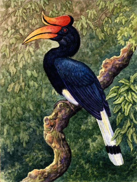 Burung Enggang Art, Hornbill Drawing, Hornbill Illustration, Poster Merdeka, Futsal Logo, Rhinoceros Hornbill, Protect Environment, Nile Crocodile, Drawing Scenery