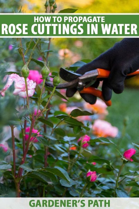 Taking stem cuttings from roses is an easy method of propagating your favorite shrubs. But can they take root in a glass of water? Learn more about the process of starting rose cuttings in water and how to find success with this sometimes hit-and-miss method now on Gardener's Path. #roses #propagation #gardenerspath Roses Propagation, Propogate Roses, Roses From Cuttings, Gardening Containers, Plants From Cuttings, Propagating Roses, Growing A Garden, Homestead Gardening, Drift Roses