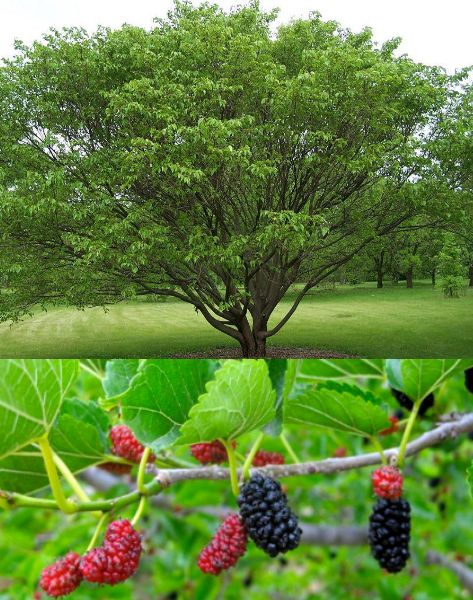 Mulberry Tree, I need one in my future garden ! Mulberry Tree Garden, Red Mulberry Tree, Mullbery Tree, Weeping Mulberry Tree, Mulberry Fruit, Garden Nails, Mulberry Bush, Growing Fruit Trees, White Berries