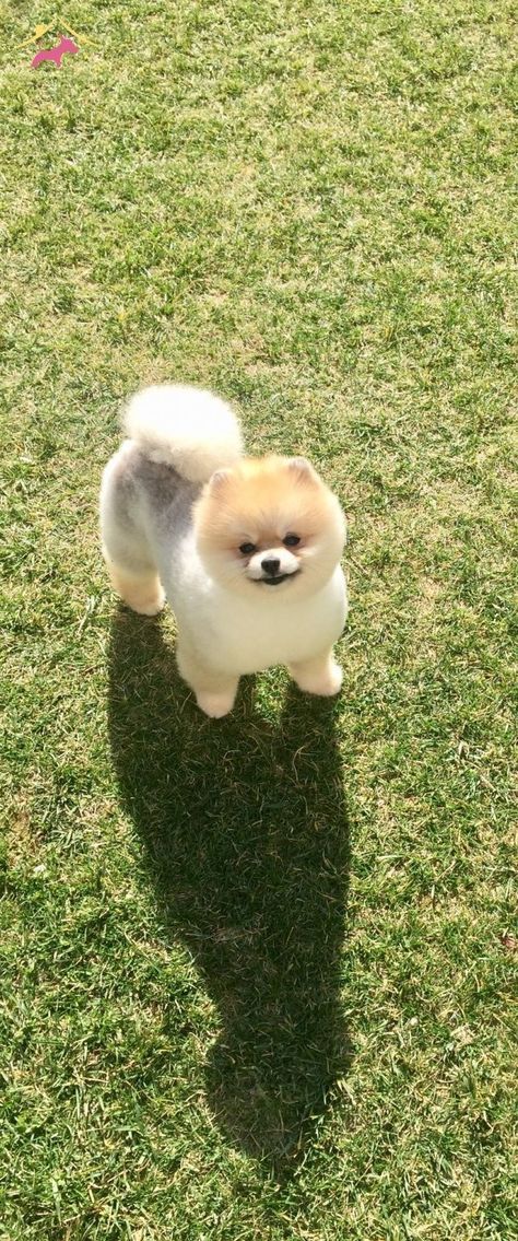 Pom Haircut, Pomeranian Hairstyles, Pomeranian Teddy Bear Cut, Pomeranian Haircut, Pomeranian Boo, Pom Dog, Daisy Dog, Dog Haircuts, Cute Pomeranian