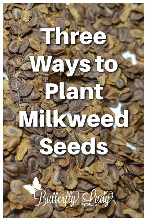 Learn 3 different ways you can cold-stratify native milkweed seeds. Planting Milkweed Seeds, How To Plant Milkweed Seeds, Showy Milkweed, Milkweed Garden, Monarch Waystation, Layered Garden, Butterfly Identification, Milkweed Flower, Monarch Butterfly Garden