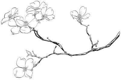 Dogwood tattoo Flowers Tattoo Drawing, Dogwood Tattoo, Dogwood Flower Tattoos, White Flower Tattoos, Branch Drawing, Dogwood Branches, Dogwood Tree, Flower Tattoo Drawings, Dogwood Flower