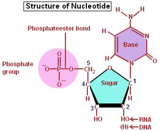 This is a structure of a nucleotide (monomer for nucleic acid). Nucleotides Notes, Nucleotide Structure, Rna Structure, Nucleic Acid Structure, Chemistry Lecture, Biochemistry Notes, Dna Structure, Biology Poster, Learn Biology