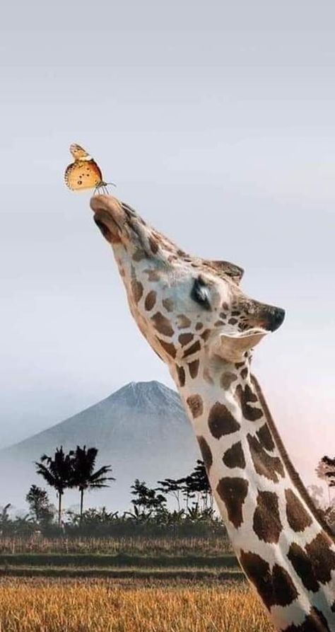 Giraffe Pictures, Giraffe Art, Cute Giraffe, A Giraffe, Cute Animals Images, Cute Wild Animals, Cute Animal Photos, African Animals, Cute Animal Pictures