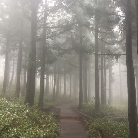 Foggy Landscape Aesthetic, Dark Woods Aesthetic, Foggy Forest Aesthetic, Fog Core, Foggy Woods Aesthetic, Mood Board Pictures, Fog Forest Aesthetic, Foggy Garden, Foggy Scenery