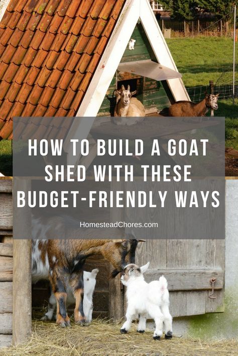 A Frame Goat Shelter, Goat Hut, Keeping Goats, Goat Shed, Goat Shelter, Show Goats, Goat House, Shed Floor, Goat Barn