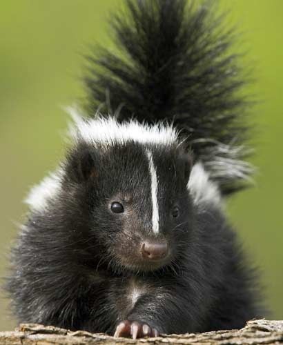 skunk Skunk Spray, Baby Skunk, Striped Skunk, Baby Skunks, Beautiful Wildlife, Nocturnal Animals, Animal References, Smoky Mountain, Animal Totems