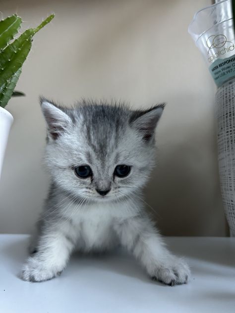 Scottish straight kittens Scottish Straight Kittens, Scottish Straight Cat, Scottish Cat, Scottish Fold Cats, Spartanburg South Carolina, Scottish Fold Kittens, Scottish Fold Cat, Cats 101, Leo Lion