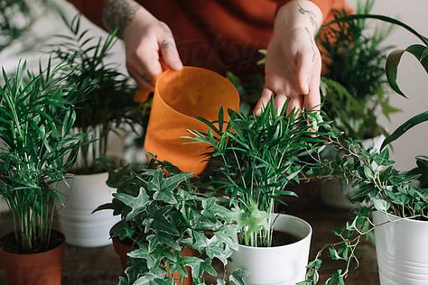 Watering House Plants, Smiling Girl, Watering Plants, Water Plants, Watering Can, Get Outside, Flowers Bouquet, House Plants, Relaxation