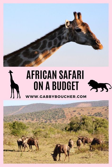 How to do an African Safari on a budget! Here is a detailed and useful travel guide for finding an affordable safari in South Africa. South Africa Vacation, Safari Browser, Safari Desert, Safari In Africa, Travel In Africa, All About Africa, Africa Vacation, Safari Photography, South Africa Safari