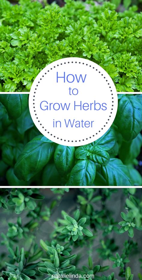 Many herbs can be grown in jars of water! Learn which herbs can be grown this why, and learn how to easily do it yourself with a few simple steps! How To Grow Basil In Water, How To Grow Herbs In Water, Herbs Grown In Water, Herbs To Grow In Water, Herbs You Can Grow In Water, Grow Basil In Water, Grow Cilantro In Water, Regrow Herbs, Growing Herbs In Water