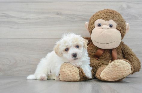 7 week old Poochon Puppy For Sale - Puppy Love PR Poochon Puppy, Poochon Puppies, Labradoodle Dogs, Doodle Puppy, Cute Doodle, Puppy For Sale, Labradoodle, Cute Doodles, Puppies For Sale