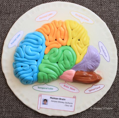 Model of Human Brain with Fondant Nervous System Projects, Brain Cake, Human Body Projects, Science Art Projects, Brain Models, Human Body Science, Brain Craft, Human Body Activities, Cake Decoration Ideas