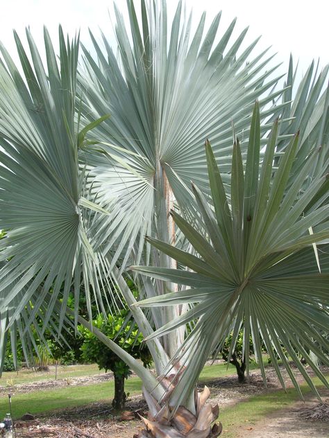 Silver Plant, Identify Plant, Light Backdrop, Dry Garden, Fan Palm, Palm Plant, Beautiful Yards, Tree Images, House Plants Decor