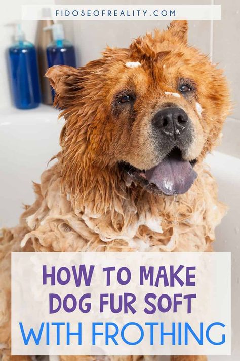 How To Make Dog Fur Soft With Frothing - Fidose of Reality Dog N Suds, Fancy Coffee Drinks, Dog Health Tips, Whole Food Diet, Dog Shampoo, Dog Gear, Dog Health, Shampoos, Pet Lovers