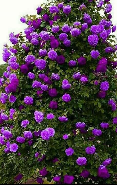 Purple Climbing Roses, English Garden Design, Climbing Flowers, Rose Seeds, Purple Garden, Garden Plans, Pink Leaves, Climbing Roses, Beautiful Rose Flowers