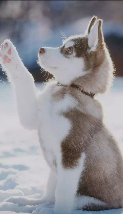 Cute Dogs Images, Very Cute Puppies, Really Cute Puppies, Cute Husky, Images Kawaii, Cute Animals Puppies, Very Cute Dogs, Baby Animals Pictures, Cute Animals Images