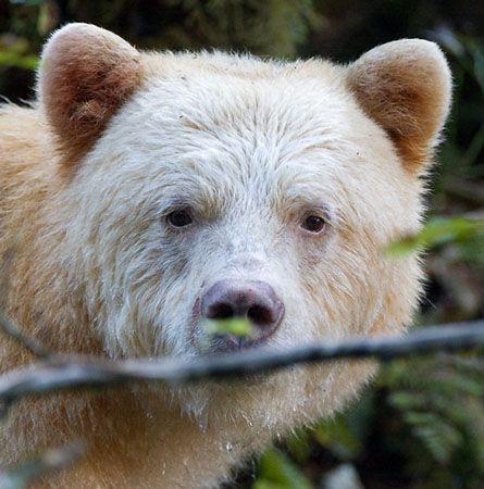 Spirit Bear Touching Spirit Bear, Kermode Bear, Bear Mounts, Bear Spirit, Memory Boards, Ghost Bear, American Black Bear, North American Animals, Bear Bears