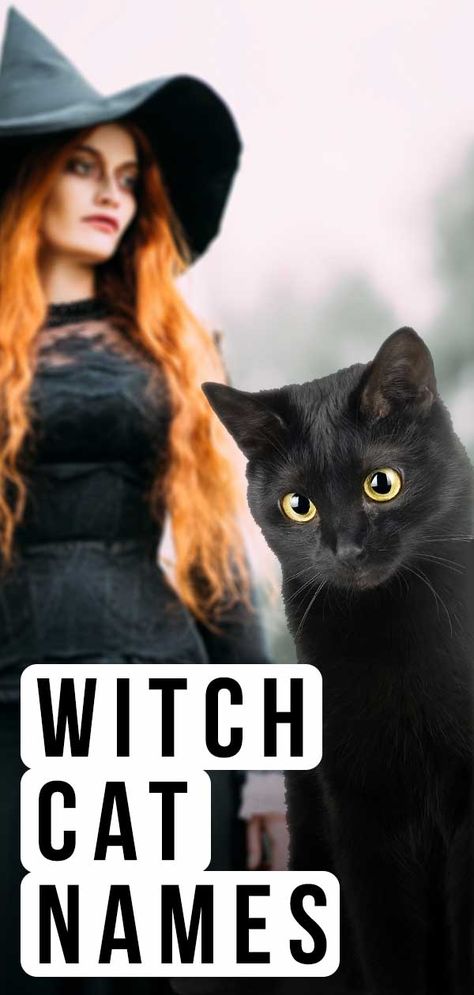 Witch Cat Names - Over 350 Magical Ideas For Your New Kitten Familiars Witch Animal Names, Cat Names Witchy, Animal Pretty Types, Name For Black Cat, Goth Cat Names, Magical Cat Names, Witchy Pet Names, Witchy Dog Names, Black Cat Art Witches