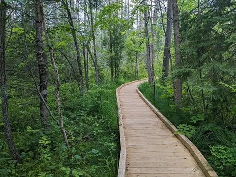 This 2-Mile Hike In Minnesota Will Lead You Through A Scenic Forest And A Secret Lake - NewsBreak Minnesota Hiking, Ohio Hiking, Itasca State Park, Norman Rockwell Paintings, Family Beach Trip, South Carolina Beaches, Snow Covered Trees, Carolina Beach, Travel Memories