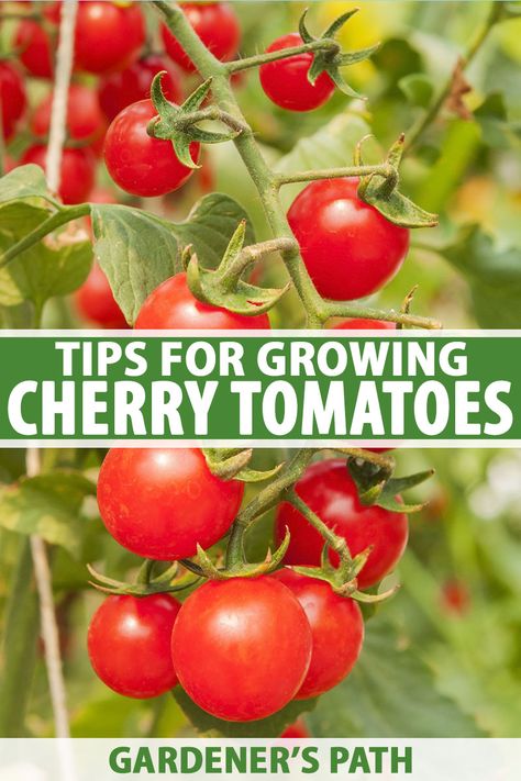 Growing Cherry Tomatoes Raised Beds, Growing Grape Tomatoes, How To Grow Cherries, Growing Cherry Tomatoes, Farmers Life, Planting Tomatoes, Best Tasting Tomatoes, Tomatoes Growing, Growing Tomatoes Indoors