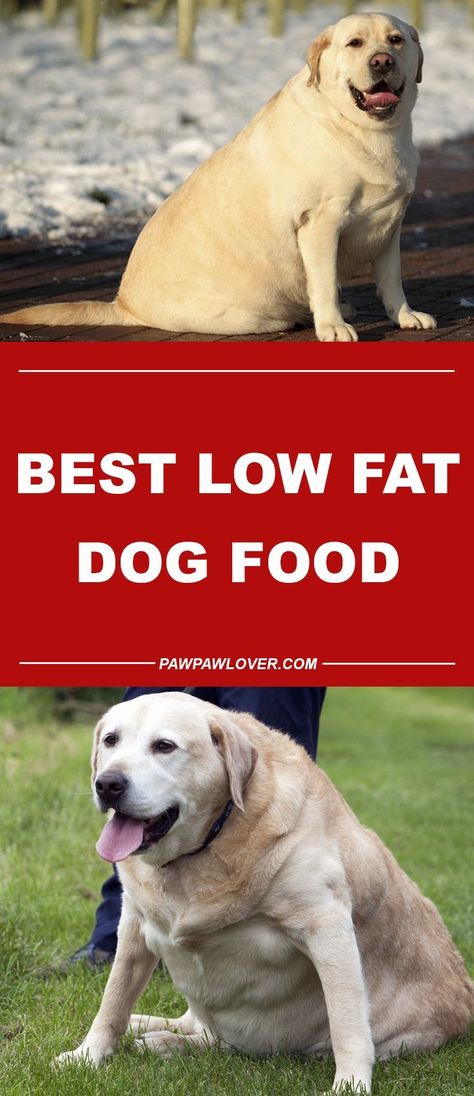 Low Fat Dog Food, Homemade Dog Cookies, Fat Dog, Diy Dog Food, Fat Dogs, Dog Biscuit Recipes, Dog Insurance, Cheap Dogs, Healthy Dog Food Recipes