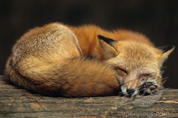 Fox Curled Up, Fox Laying Down, Needlefelt Ideas, Fox Drawings, Rock Animals, Red Foxes, Fox Images, Sleeping Animals, Fox Drawing