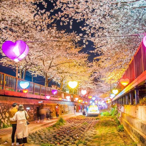 Korea Tourism Organization NY on Instagram: “[Korea Night Tours-Jinhae Gunhangje Festival]  A night view of cherry blossoms brings out a different kind of beauty!😍 The pink and white…” Jinhae Cherry Blossom Festival, South Korea Countryside, Korea Countryside, Spring In Korea, Places In South Korea, Korea Night, Seoul Attractions, Ancient Korea, Travel Korea