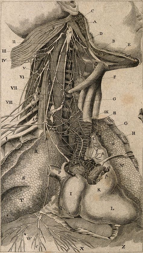 Old Science Illustration, Old Anatomy Illustration, Anatomy Basics, Vintage Medical Art, Medical Drawings, Anatomy Images, Head Anatomy, Science Illustration, Human Anatomy Drawing