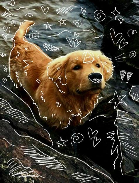 Golden Retriever Therian Mask, Golden Retriever Therian, Dog Therian, Text Me First, Dog Paw Drawing, Therian Art, I Dog, Therian Pfp, Maremma Sheepdog