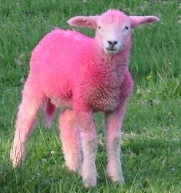 Pink Lamb Pink Sheep, Little Bo Peep, Sheep And Lamb, Pink Animals, Sweet Escape, Tickled Pink, Everything Pink, Pink Love, Spring Colors