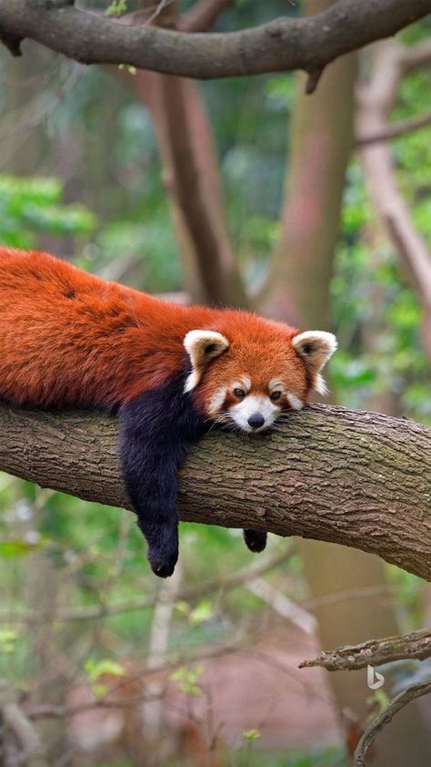 ♔ Le Panda Roux/Rouge - Red Panda Red Panda Photography, Panda Photography, Panda Day, Regnul Animal, Trending Pins, Cute Wild Animals, Cute Animal Photos, Red Panda, Animals Of The World