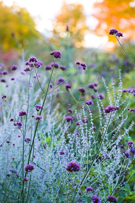 Perovskia Atriplicifolia, Vermont Farmhouse, Dan Snow, Verbena Bonariensis, Vermont Farms, Purple Flowers Garden, Alpine Plants, Purple Garden, Cut Flower Garden