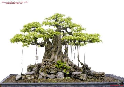 Ficus Benghalensis, Bonsai Ficus, Bonsai Forest, Indoor Bonsai Tree, Bonsai Styles, Indoor Bonsai, Bonsai Art, Banyan Tree, Miniature Trees