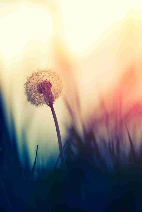 Dandelion Images, Make A Wish Dandelion, Christina Rossetti, Alone In The Dark, A Dandelion, Best Poems, Life Affirming, White Doves, Pictures Images