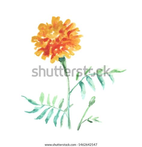 Single Flower French Marigold Watercolor Drawing Stock Illustration 1462642547 Marigold Flower Watercolor, Marigold Watercolor Painting, Watercolour Marigold, Watercolor Marigolds, Marigold Drawing, Marigold Watercolor, Victor Tattoo, Watercolor Marigold, French Marigold