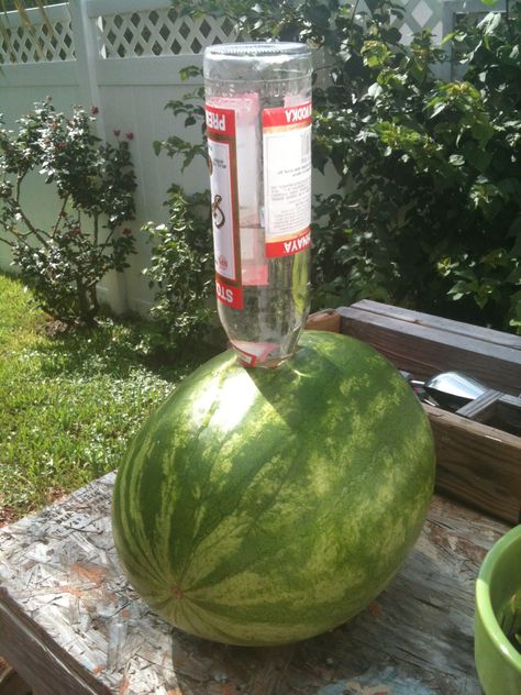 vodka-soaked watermelon aka "Drunken Watermelon"! Ingredients: 1 bottle of Vodka (One 1.14 litre bottle) {really an alcohol} 1 Watermelon (Large) Instructions: Cut a hole into the top of the watermelon. Put the vodka into the hole and let it soak in the watermelon overnight. Cut the top off the watermelon and get ready to be hammered. I'm doing this for 4th of July - festive!! Drunken Watermelon, Alcohol Soaked Fruit, Macncheese Recipe, Bottle Of Vodka, Bohemian Style Home, Valentine's Day Quotes, Adult Drinks, Party Drinks, One 1