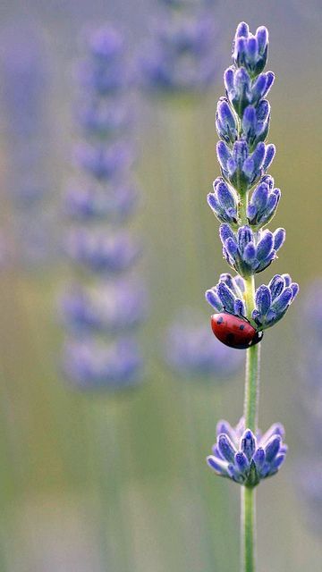 Lavender Cottage, A Ladybug, Lavender Plant, Lovely Lavender, Lavender Blue, Lavender Fields, Arte Floral, Lavender Flowers, Nature Beauty