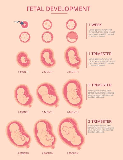 Trimester Chart, Pregnancy Chart, Prenatal Development, Biology Diagrams, Midwifery Student, Pregnancy Affirmations, Human Embryo, Biology Projects, Pregnancy Progression