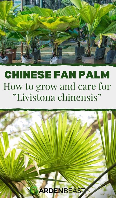 The Chinese Fan Palm is native to southeastern Asia, It is also popular in the United States, South Africa, and other subtropical parts of the world, where it is grown as an ornamental tree.The Chinese Fan Palm can also become a weed in highly humid environments such as the Florida wetlands or Hawaii. Nonetheless, this palm’s rich, cascading foliage makes it the desired plant in many gardens | chinese fan palm care | indoor chinese fan palm | indoor palms #gardenpalms #chinesefanpalmindoorcare Fan Palm Plant, Chinese Palm Plant, Chinese Fan Palm Indoor, Palm Plants Outdoor, Palm Care Indoor, Pergola Landscape, Fan Plant, Hawaii Plants, Indoor Palm Plants