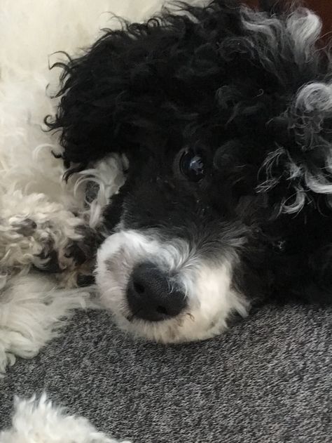 Black And White Poodle, Miniature Poodle Black, Parti Poodle, White Poodle, Lover Girl, Black And White Dog, Miniature Poodle, Fluffy Dogs, Poodle Puppy