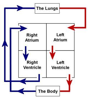 Heart Anatomy Notes, Circulatory System Notes, Blood Circulation Diagram, Paramedic Tattoo, Heart Biology, How To Study Anatomy, Circulation Diagram, Heart Kids, Basic Anatomy And Physiology