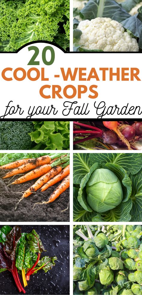 Fall gardens can be just as prolific as your summer garden, and there is an abundance of vegetables that grow well in your fall garden. These 20 cool-weather crops do exceedingly well for fall gardening, surviving and thriving as the temperatures dip lower. Many of these vegetables are frost-tolerant as well. What Veggies To Plant In Fall, Fall Gardening In Zone 5, Fall Garden Vegetables Arkansas, Fall Plants Vegetables, Best Fall Garden Plants, What To Plant In Winter Vegetable Garden, Food To Plant In The Fall, Growing Vegetables In Sunroom, Planting Fall Vegetables