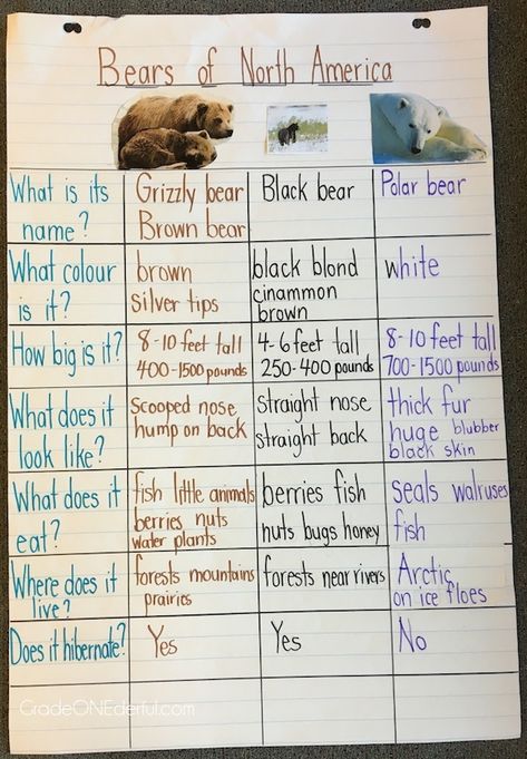 Grade ONEderful: Bears Bears Bears! Lots of great ideas for a bear unit. All About Bears Preschool, Bears Kindergarten, Bears Lesson Plans Preschool, Bear Facts, Bear Unit Study, Everywhere Bear Activities, Bear Theme Preschool, Polar Bear Unit, Hibernation Preschool